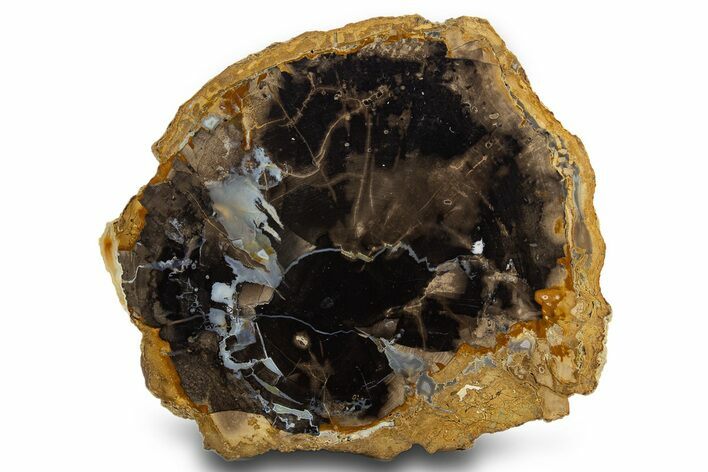 Polished Petrified Wood Round - McDermitt, Oregon #308149